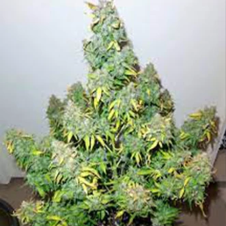 Насіння конопель Auto Zkittlez OG Feminised Silver
